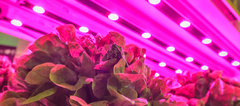 Iluminación LED para el cultivo de plantas